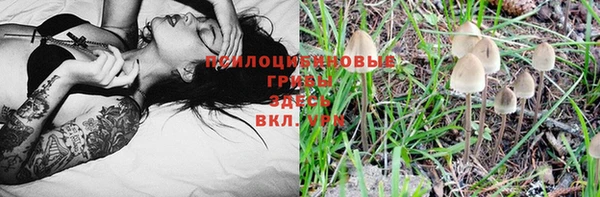 стаф Зерноград